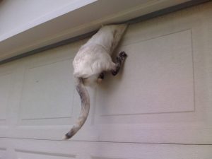 Chat porte de garage