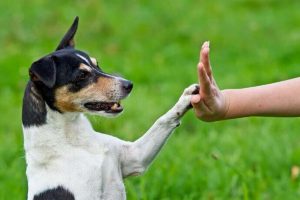 Chien qui donne la patte