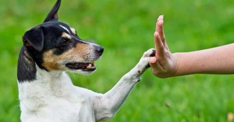 Jour 3. Changer sa vie en s’amusant à faire le chien