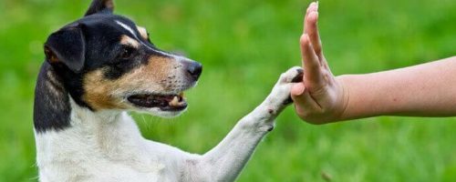 Jour 3. Changer sa vie en s’amusant à faire le chien